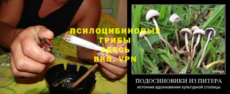 Псилоцибиновые грибы Magic Shrooms  Дудинка 